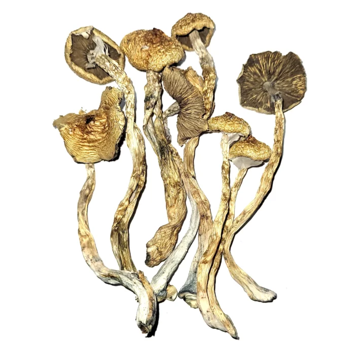 Buy Transkei Magic Mushroom Sydney