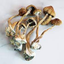 Buy African Transkei Mushrooms New Zealand