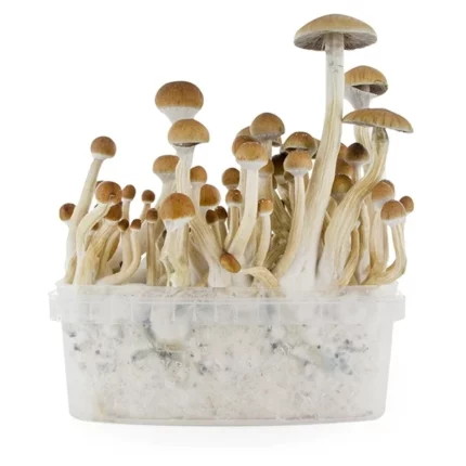 Buy B+ Supa Gro Mushroom Growing kit Australia