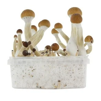 Buy Golden Teacher Mushrooms Grow Kit Australia