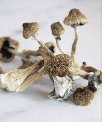 Golden Teacher Mushrooms Wodonga