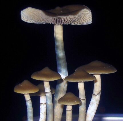 Buy Blue meanie mushroom Australia