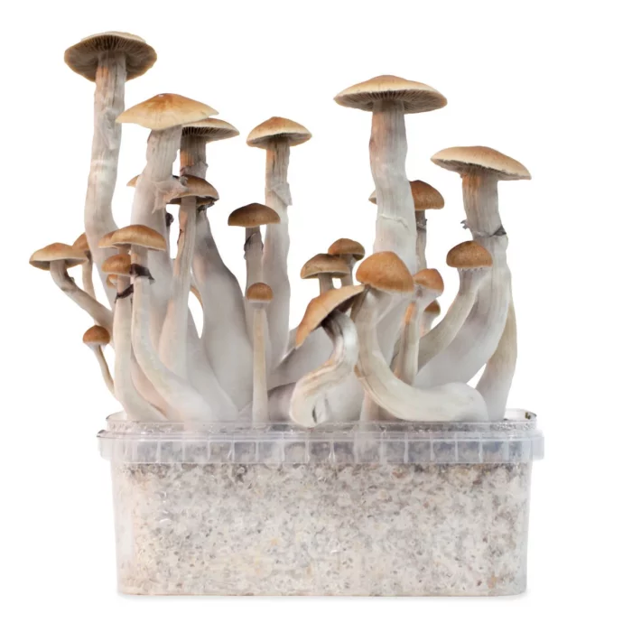 Buy Treasure Coast Mushroom Grow Kit Australia