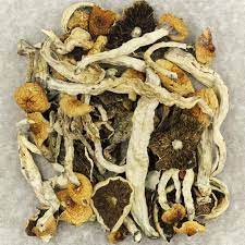 magic mushroom is a psilocybe cubensis, whose main active elements are psilocybin and psilocin