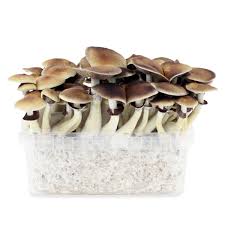 Golden Teacher Mushrooms Australia