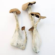 Alacabenzi Magic Mushroom Adelaidev