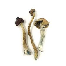 Buy African Transkei Mushrooms In Australia