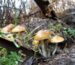 Malabar Magic Mushroom Australia