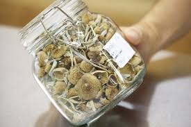 Golden Teacher Mushrooms Grow Kit Australia