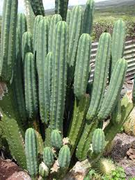 san pedro cactus Australia