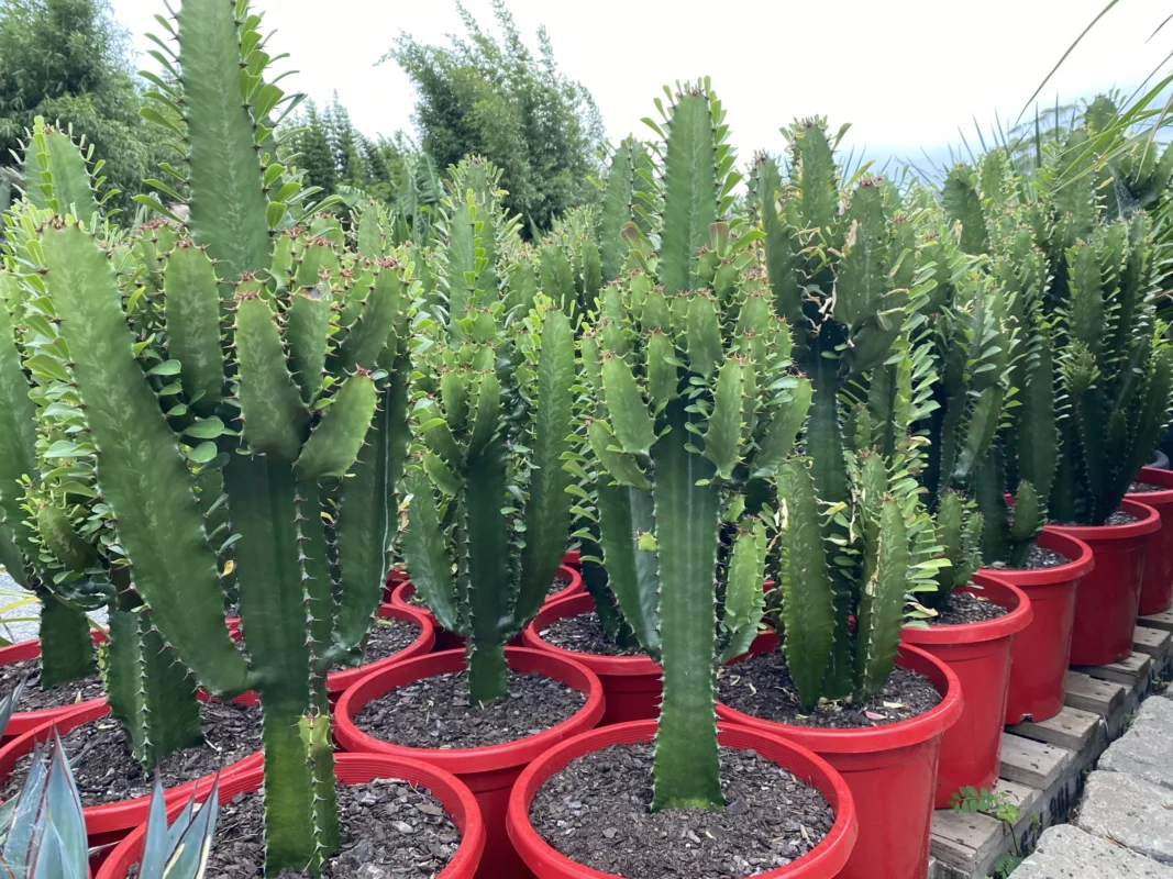 Buy Euphorbia Cowboy Australia
