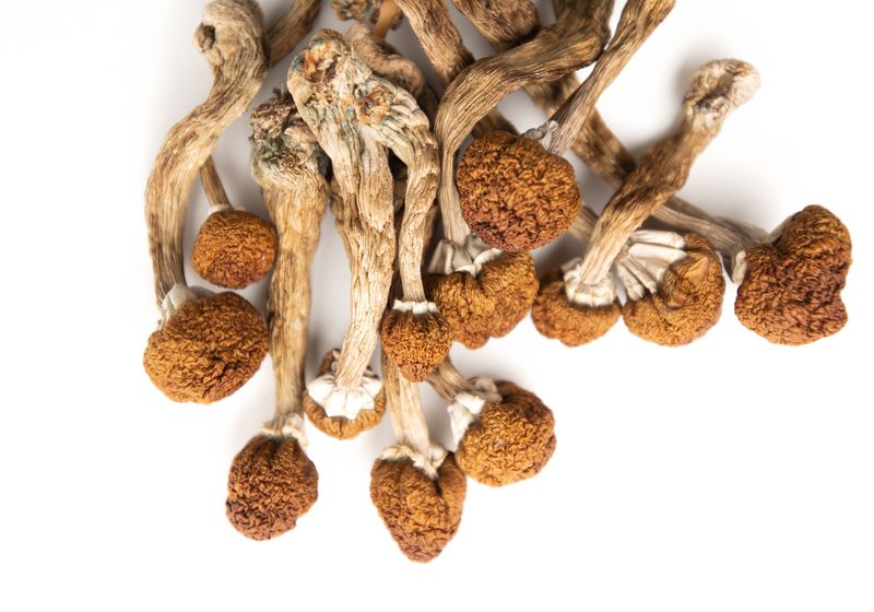 Order Cambodian Magic Mushrooms Australia Order Cambodian Magic Mushrooms Australia