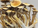 Cambodian Magic Mushrooms Australia