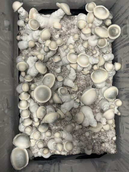 Buy Alacabenzi Magic Mushroom Australia